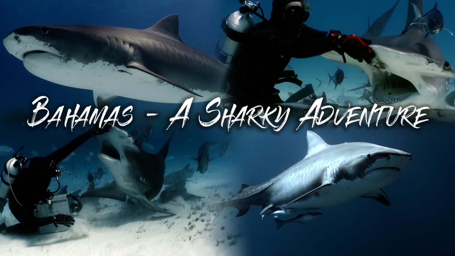 Bahamas - Sharks of Bimini and Tiger Beach